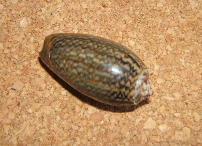 Oliva elegans