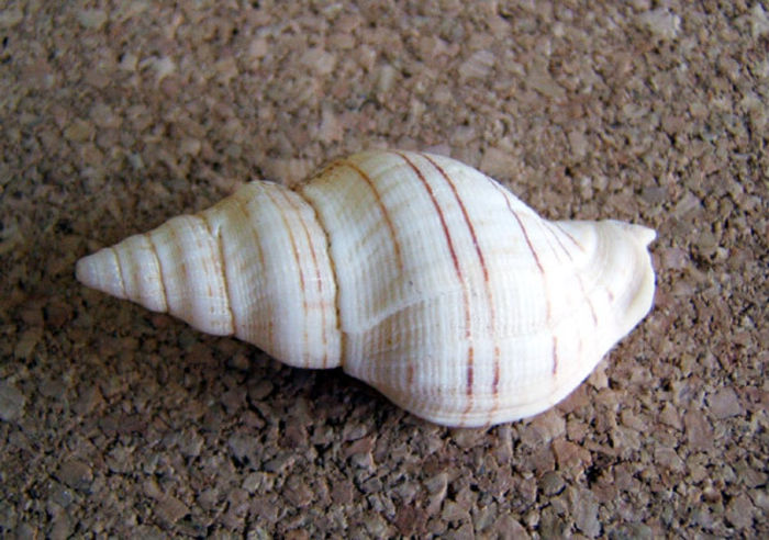 ? - Colectie scoici si melci