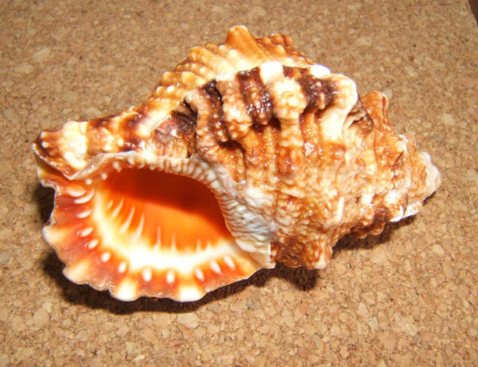 Tutufa rubeta