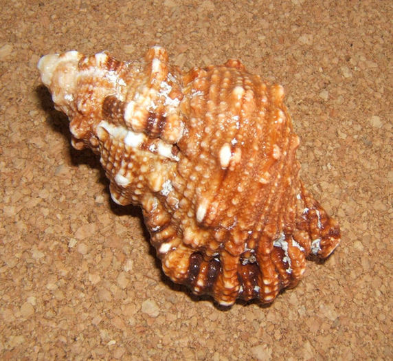 Tutufa rubeta