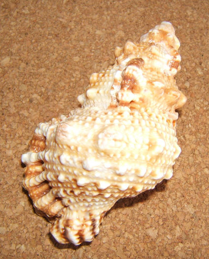 Cymatium lotorium