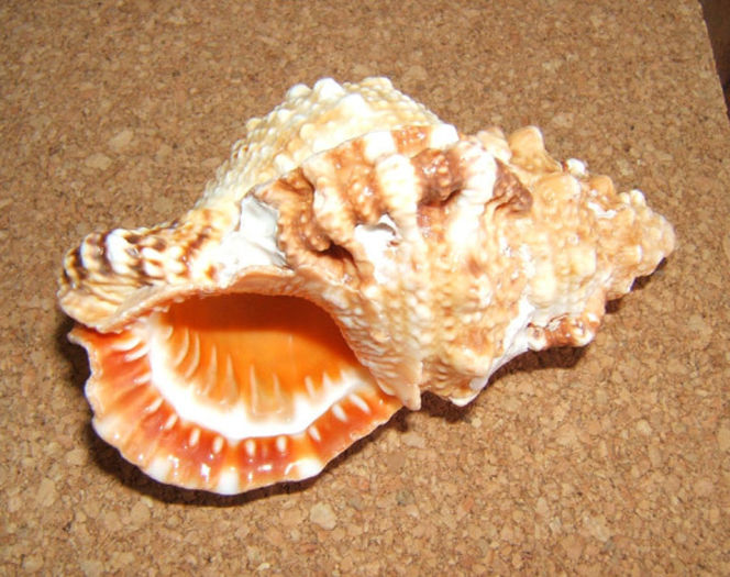 Cymatium lotorium