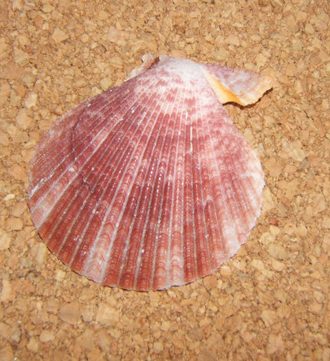 Aequipecten opercularis