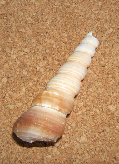 Turitella terebra