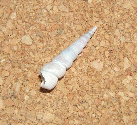 Turitella
