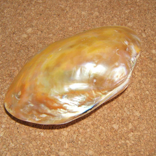 Cristaria plicata - Colectie scoici si melci