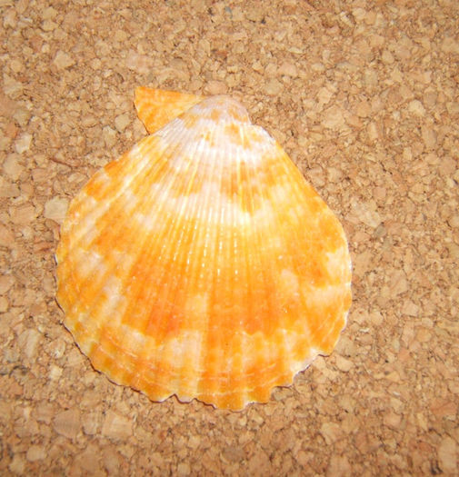 Mimachlamys pseudolima