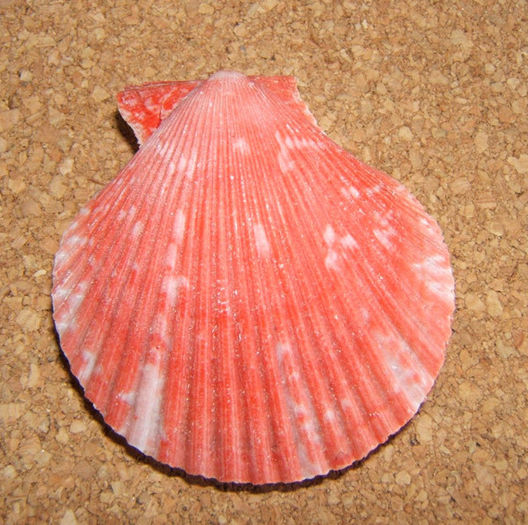 Mimachlamys pseudolima