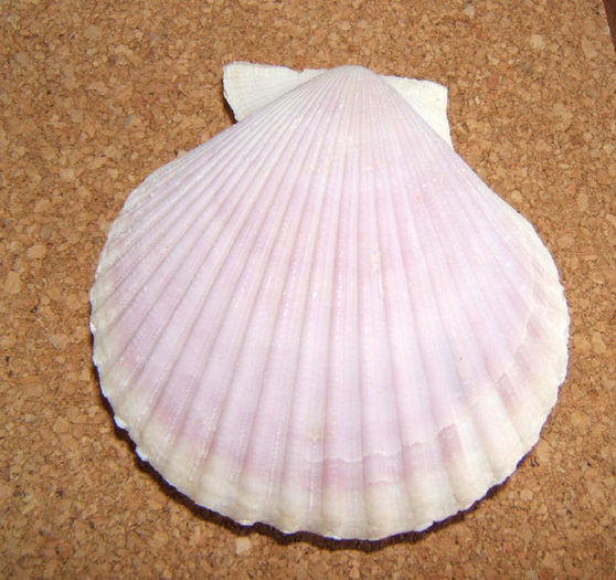 Chlamys nobilis