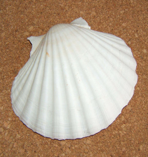 Pecten - Colectie scoici si melci
