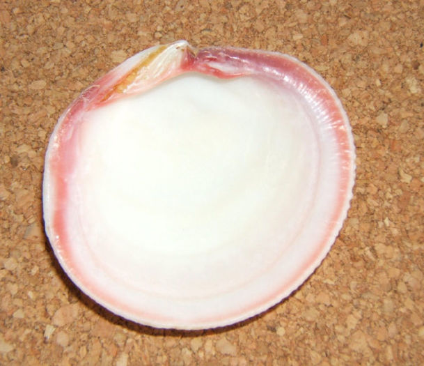 Codakia lucina tigerina