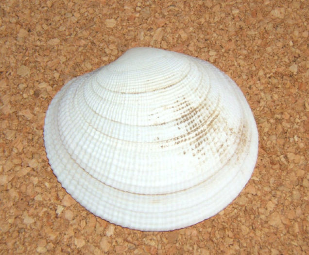 Codakia lucina tigerina