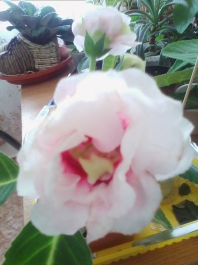 Picture 579 - gloxinia 2013