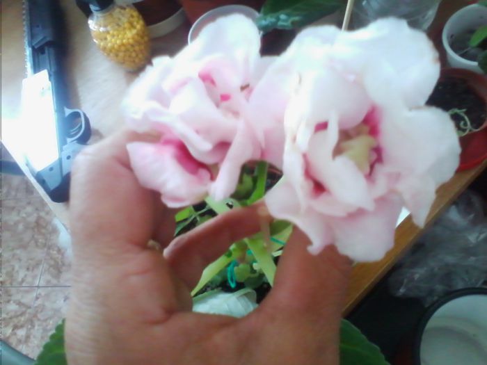 Picture 580 - gloxinia 2013