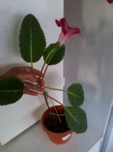 tigrina red .s - gloxinia 2013