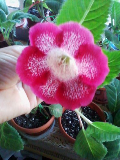 Picture 590 - gloxinia 2013