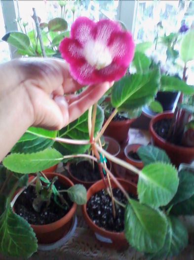 Picture 591 - gloxinia 2013