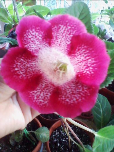 Picture 592 - gloxinia 2013