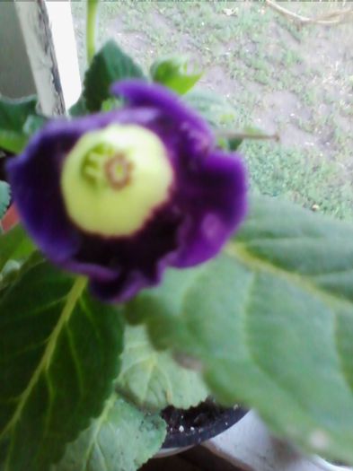 mov cu interior alb - gloxinia 2013