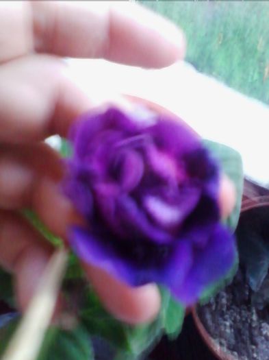 mov trandafirasi - gloxinia 2013