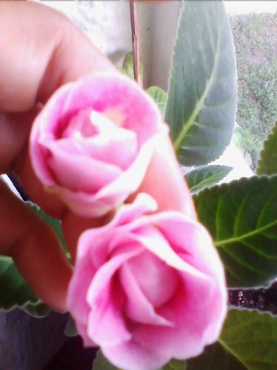 Picture 598 - gloxinia 2013