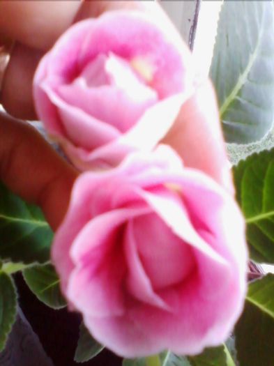 rokoko pink a doua inflorire - gloxinia 2013