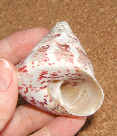 Tectus conus - dos