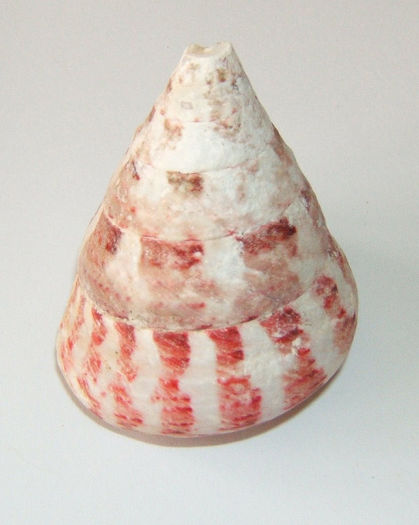 Tectus conus - fata