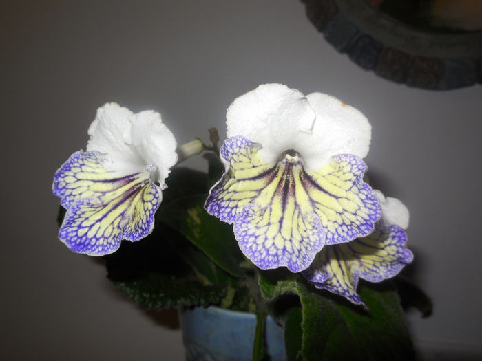 02 sept. 2013 - Streptocarpus Valor