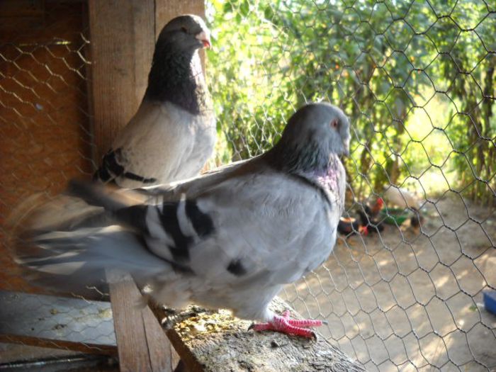 Picture 1331 - Porumbei standard pt 2013 Vanduti