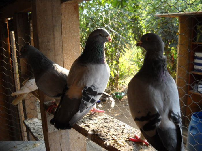 Picture 1333 - Porumbei standard pt 2013 Vanduti