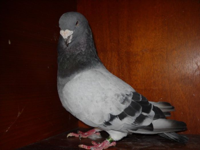 m 09 - Porumbei standard pt 2013 Vanduti