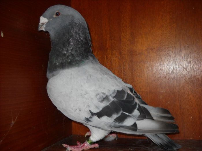 este tatal primului pui de la albumul tineret - Porumbei standard pt 2013 Vanduti