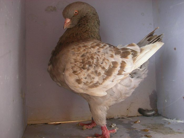 mascul