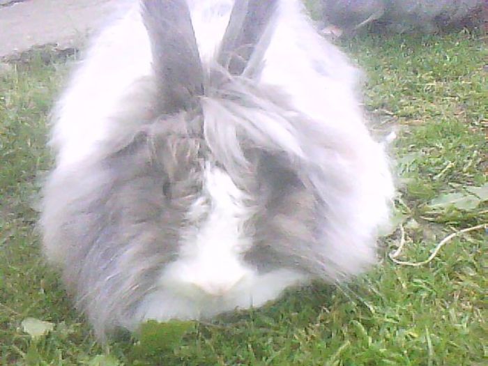 DSC-0000184 - Iepuri Angora