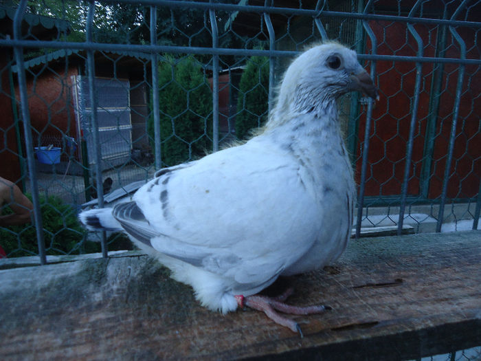 DSC03578 - 3-ALBASTRU AZUR-2013
