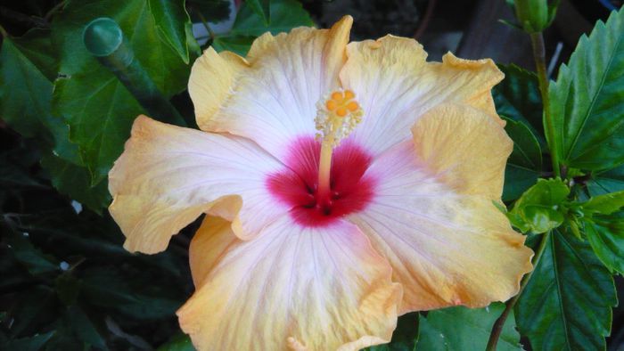 Picture 1874 - x 2013 hibiscus rosa sinesis 2