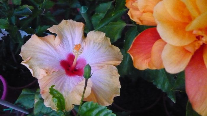 Picture 1921 - x 2013 hibiscus rosa sinesis 2