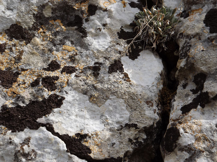 DSCF1663 - In natura