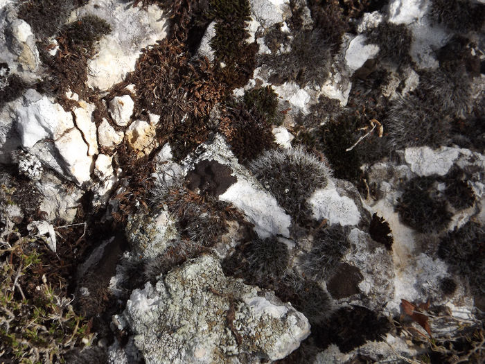 DSCF1667 - In natura