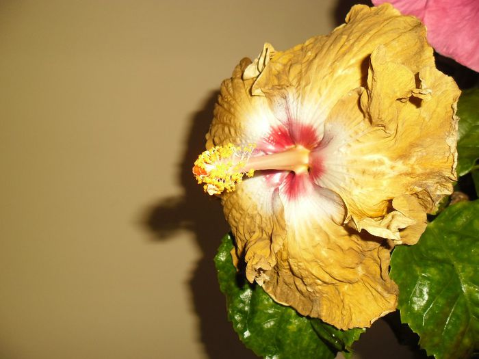 Kathy Jones - Hibiscus 2013-2