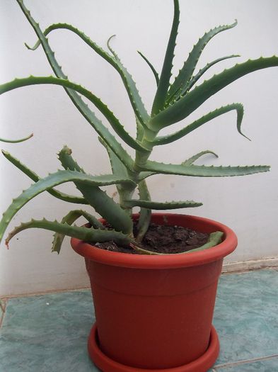 Aloe Vera -vandut - Aloe Vera