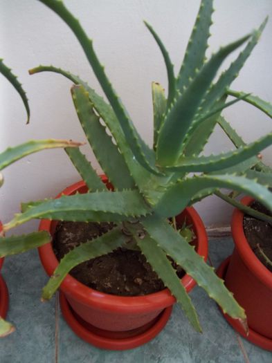 Aloe Vera-vandut