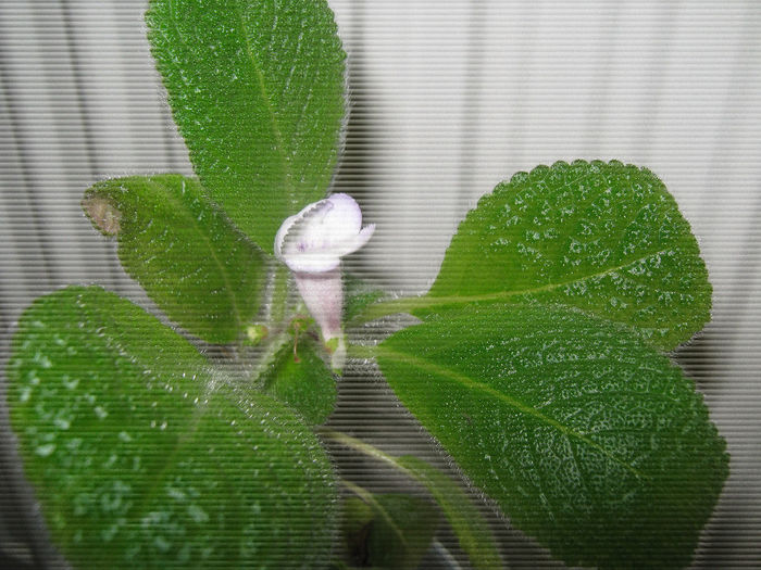  - episcia Blue Heaven Fimbriata