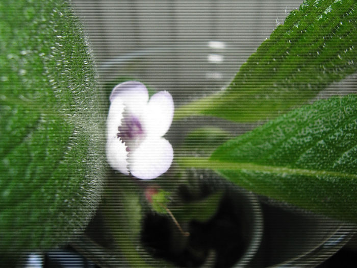  - episcia Blue Heaven Fimbriata