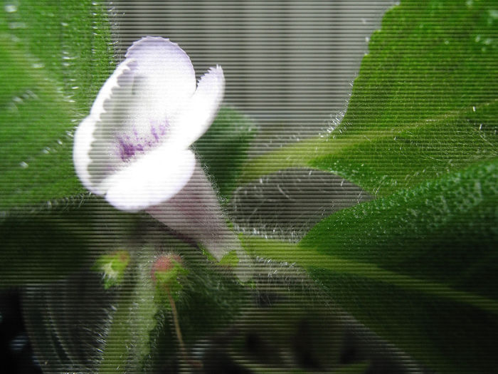  - episcia Blue Heaven Fimbriata