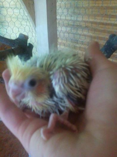 1280840_510609339018966_1778297318_n; un pui
