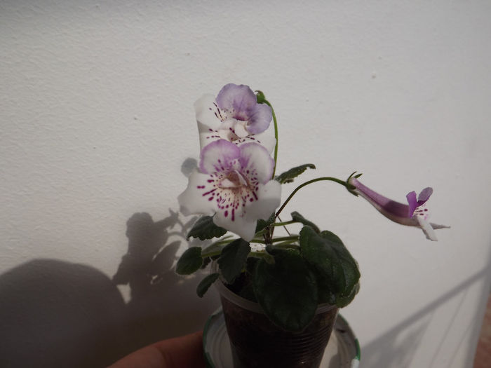 DSCF1513 - SINNINGII