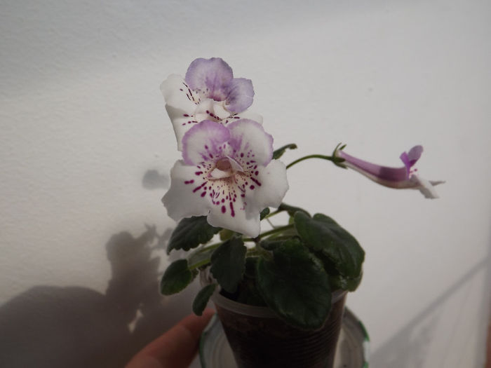 DSCF1514 - SINNINGII