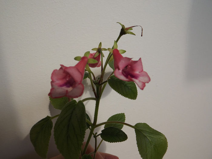 DSCF1526 - SINNINGII